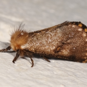 Epicoma contristis at Melba, ACT - 17 Dec 2020