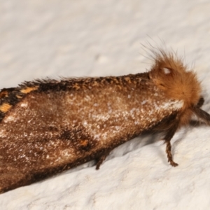 Epicoma contristis at Melba, ACT - 17 Dec 2020