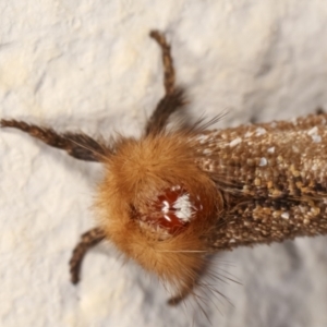 Epicoma contristis at Melba, ACT - 17 Dec 2020