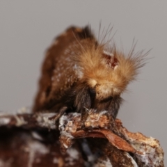 Epicoma contristis at Melba, ACT - 17 Dec 2020