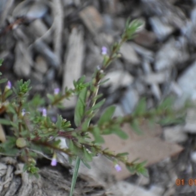 Lythrum hyssopifolia (Small Loosestrife) at Weston, ACT - 31 Dec 2020 by AliceH