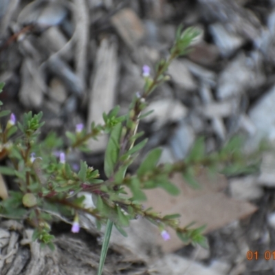 Lythrum hyssopifolia (Small Loosestrife) at Fowles St. Woodland, Weston - 31 Dec 2020 by AliceH