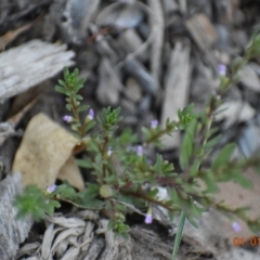 Lythrum hyssopifolia at Weston, ACT - 1 Jan 2021