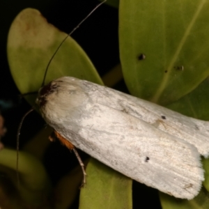 Maroga melanostigma at Melba, ACT - 17 Dec 2020