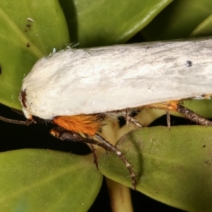 Maroga melanostigma at Melba, ACT - 17 Dec 2020