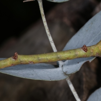 Circopetes obtusata (Grey Twisted Moth) at Melba, ACT - 19 Jan 2021 by kasiaaus