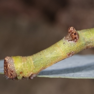 Circopetes obtusata at Melba, ACT - 19 Jan 2021