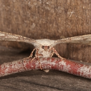 Circopetes obtusata at Melba, ACT - 19 Jan 2021 10:03 PM