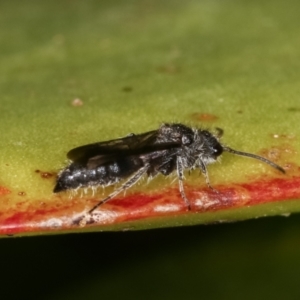 Mutillidae (family) at Melba, ACT - 16 Dec 2020