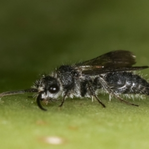 Mutillidae (family) at Melba, ACT - 16 Dec 2020