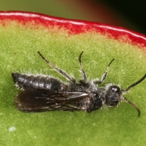 Mutillidae (family) at Melba, ACT - 16 Dec 2020