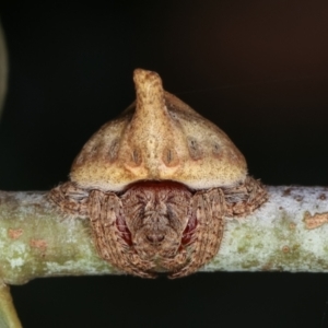 Dolophones sp. (genus) at Melba, ACT - 16 Dec 2020