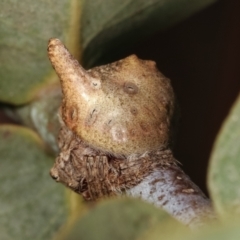 Dolophones sp. (genus) at Melba, ACT - 16 Dec 2020