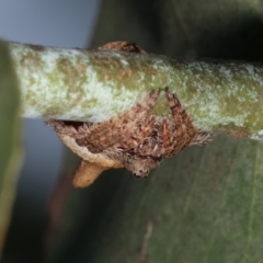 Dolophones sp. (genus) at Melba, ACT - 16 Dec 2020