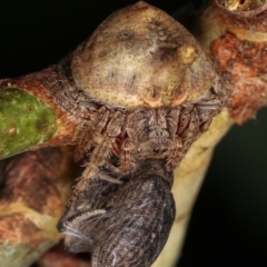 Dolophones sp. (genus) at Melba, ACT - 16 Dec 2020