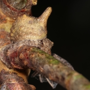 Dolophones sp. (genus) at Melba, ACT - 16 Dec 2020