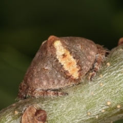 Dolophones sp. (genus) at Melba, ACT - 16 Dec 2020