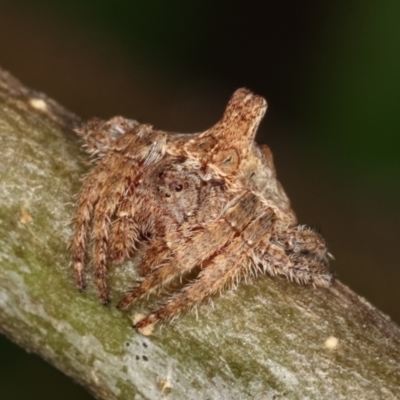 Dolophones turrigera (Turret spider) at Melba, ACT - 16 Dec 2020 by kasiaaus