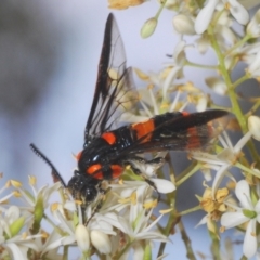 Pterygophorus cinctus (Bottlebrush sawfly) at Wamboin, NSW - 29 Dec 2020 by Harrisi