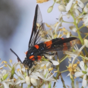 Pterygophorus cinctus at Wamboin, NSW - 29 Dec 2020