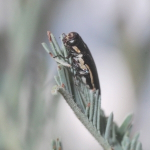 Agrilus hypoleucus at Wamboin, NSW - 29 Dec 2020