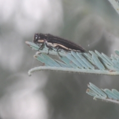 Agrilus hypoleucus at Wamboin, NSW - 29 Dec 2020