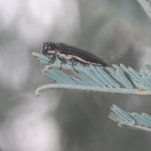 Agrilus hypoleucus at Wamboin, NSW - 29 Dec 2020