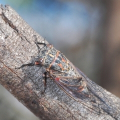 Atrapsalta furcilla (Southern Mountain Squeaker) at Wamboin, NSW - 29 Dec 2020 by Harrisi