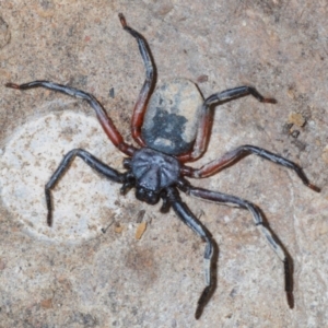 Gnaphosidae (family) at Wamboin, NSW - 29 Dec 2020