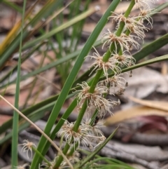 Lomandra multiflora (Many-flowered Matrush) at Currawang, NSW - 20 Dec 2020 by camcols