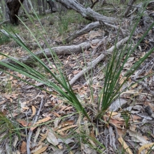 Lomandra multiflora at Currawang, NSW - 21 Dec 2020