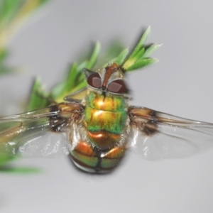 Rutilia (Chrysorutilia) sp. (genus & subgenus) at Paddys River, ACT - 30 Dec 2020