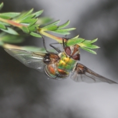 Rutilia (Chrysorutilia) sp. (genus & subgenus) at Paddys River, ACT - 30 Dec 2020