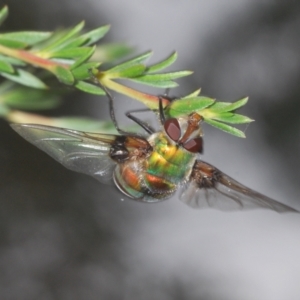 Rutilia (Chrysorutilia) sp. (genus & subgenus) at Paddys River, ACT - 30 Dec 2020