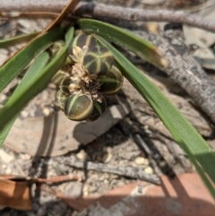 Lomandra filiformis (Wattle Mat-rush) at Currawang, NSW - 3 Dec 2020 by camcols