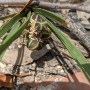 Lomandra filiformis at suppressed - 3 Dec 2020