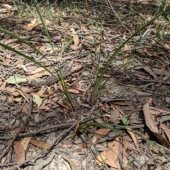 Lomandra filiformis at Currawang, NSW - suppressed