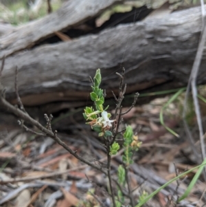 Brachyloma daphnoides at Currawang, NSW - suppressed