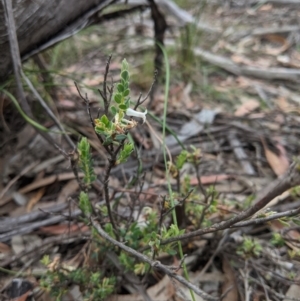 Brachyloma daphnoides at Currawang, NSW - suppressed