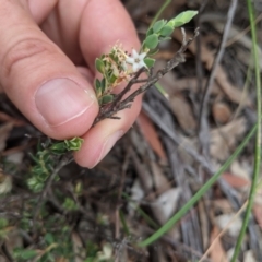 Brachyloma daphnoides at Currawang, NSW - suppressed