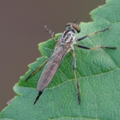 Cerdistus sp. (genus) (Slender Robber Fly) at Pearce, ACT - 1 Jan 2021 by Shell