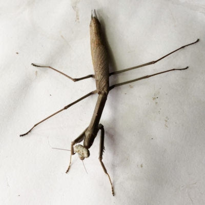 Archimantis sp. (genus) (Large Brown Mantis) at Hughes, ACT - 2 Jan 2021 by ruthkerruish