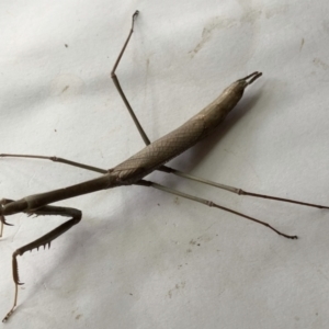 Archimantis sp. (genus) at Hughes, ACT - 2 Jan 2021 10:14 AM