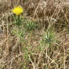 Carthamus lanatus (Saffron Thistle) at Coombs, ACT - 1 Jan 2021 by TinkaTutu