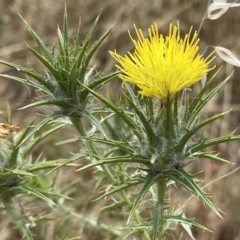 Carthamus lanatus at Coombs, ACT - 2 Jan 2021