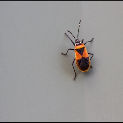 Dindymus versicolor (Harlequin Bug) at Holt, ACT - 13 Dec 2012 by Margo