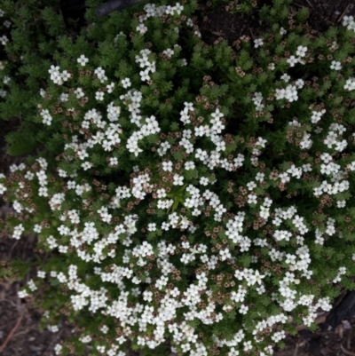 Asperula pusilla (Alpine Woodruff) at Cotter River, ACT - 1 Jan 2021 by Jubeyjubes