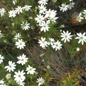 Stellaria pungens at Cotter River, ACT - 1 Jan 2021