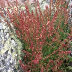 Rumex acetosella (Sheep Sorrel) at Bimberi Nature Reserve - 1 Jan 2021 by Jubeyjubes