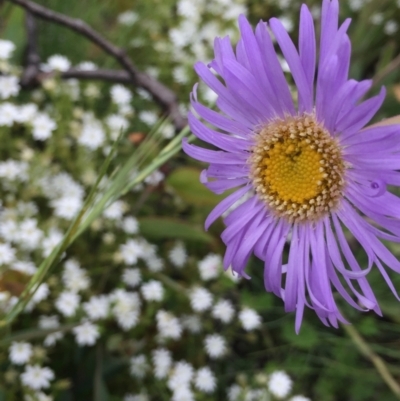 Brachyscome spathulata (Coarse Daisy, Spoon-leaved Daisy) at Cotter River, ACT - 1 Jan 2021 by Jubeyjubes